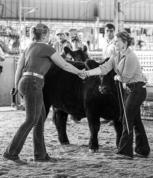 Winning an award at a cattle show